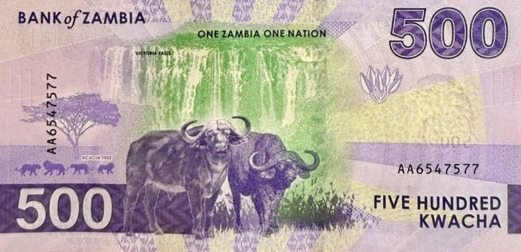 Zambia 500 ZK Bawoły afrykańskie 2024 P-67