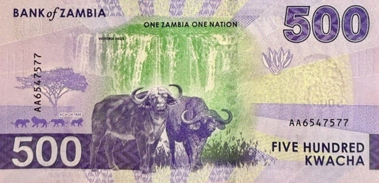 Zambia 500 ZK Bawoły afrykańskie 2024 P-67